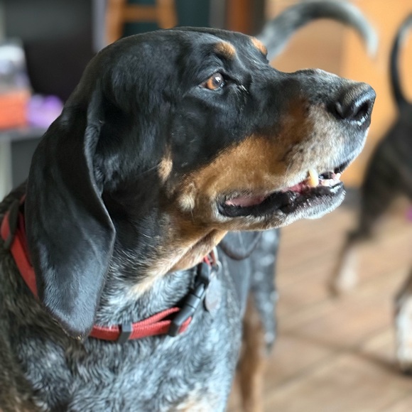 Meet your Posher, Jen - Picture 4 of 4